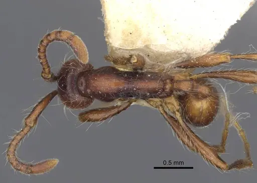 Dolichoderus thoracicus specimen CASENT0916862 image casent0916862_1