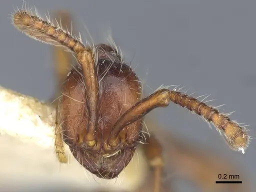 Dolichoderus thoracicus specimen CASENT0916862 image casent0916862_2