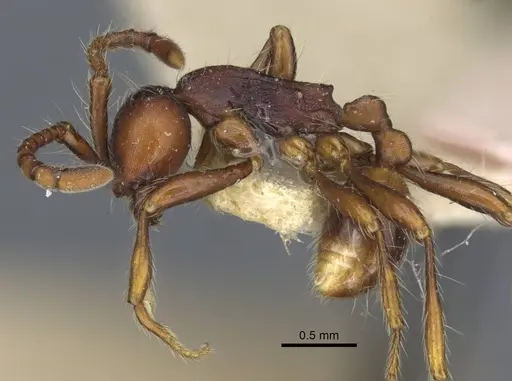 Dolichoderus thoracicus specimen CASENT0916862 image casent0916862_3