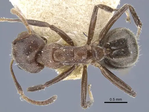 Dolichoderus thoracicus specimen CASENT0917093 image casent0917093_1