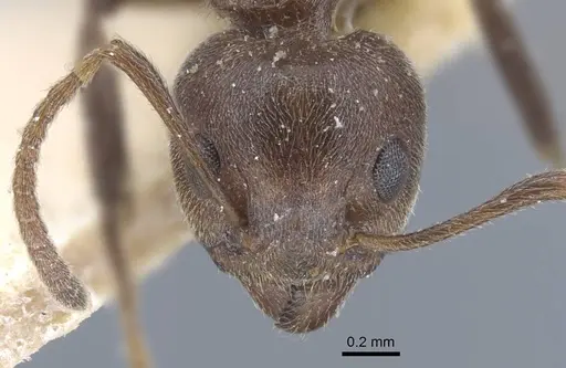 Dolichoderus thoracicus specimen CASENT0917093 image casent0917093_3