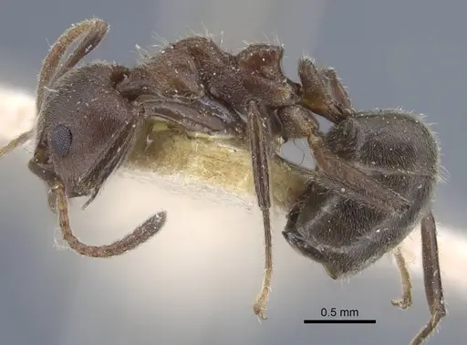 Dolichoderus thoracicus specimen CASENT0917093 image casent0917093_4