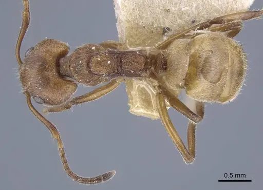 Dolichoderus thoracicus specimen CASENT0917094 image casent0917094_1
