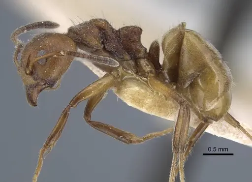 Dolichoderus thoracicus specimen CASENT0917094 image casent0917094_3