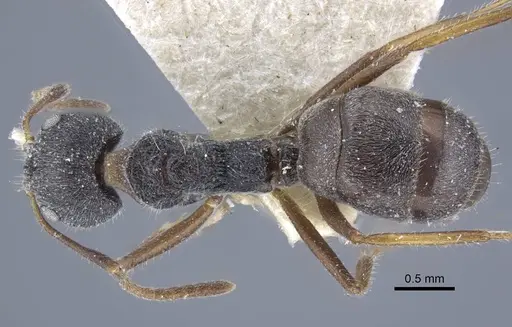 Dolichoderus thoracicus specimen CASENT0917095 image casent0917095_1
