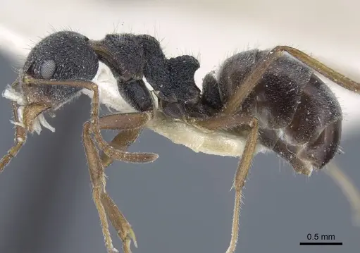 Dolichoderus thoracicus specimen CASENT0917095 image casent0917095_3
