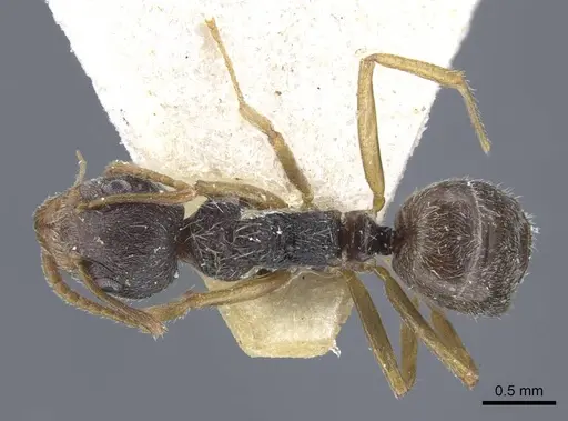 Dolichoderus thoracicus specimen CASENT0917096 image casent0917096_1