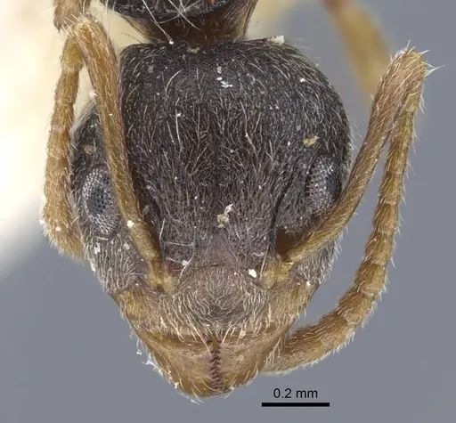 Dolichoderus thoracicus specimen CASENT0917096 image casent0917096_2