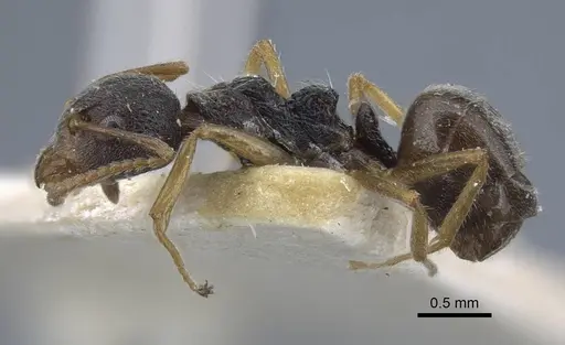 Dolichoderus thoracicus specimen CASENT0917096 image casent0917096_3