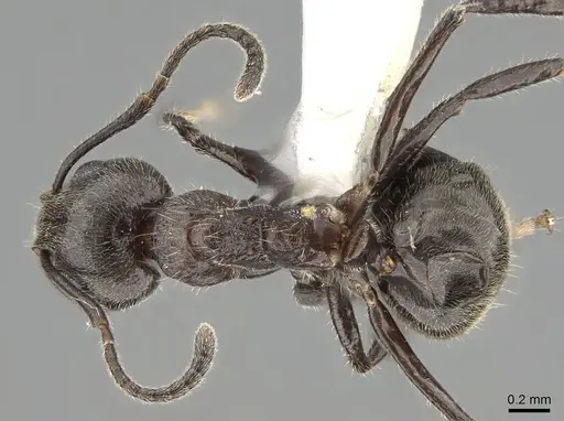 Dolichoderus thoracicus specimen CASENT0919856 image casent0919856_1