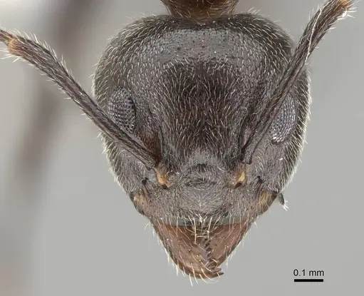 Dolichoderus thoracicus specimen CASENT0919856 image casent0919856_2
