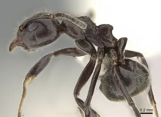 Dolichoderus thoracicus specimen CASENT0919856 image casent0919856_3