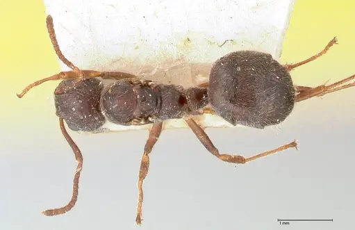 Dolichoderus thoracicus specimen FOCOL0528 image focol0528_1