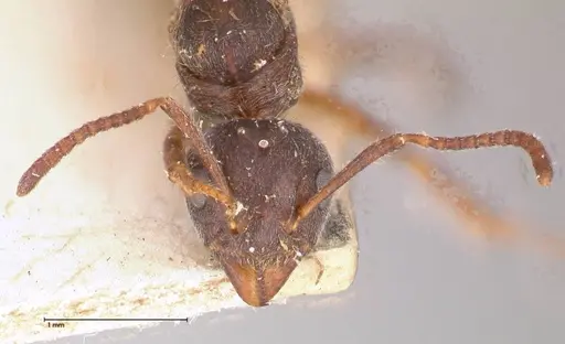 Dolichoderus thoracicus specimen FOCOL0528 image focol0528_2