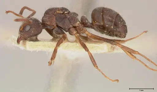 Dolichoderus thoracicus specimen FOCOL0528 image focol0528_3