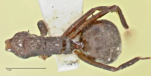 Dolichoderus thoracicus specimen FOCOL2773 image focol2773_1