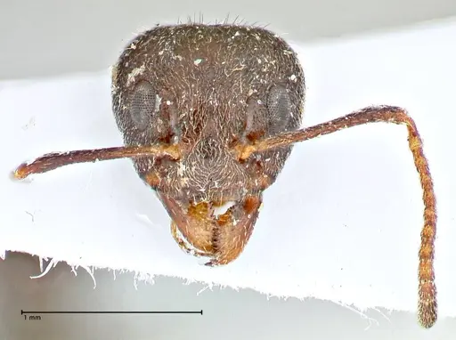 Dolichoderus thoracicus specimen FOCOL2773 image focol2773_2