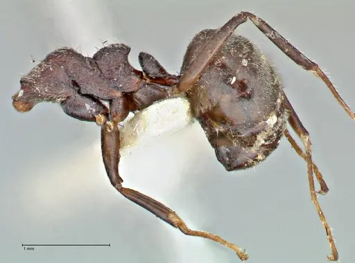 Dolichoderus thoracicus specimen FOCOL2773 image focol2773_3
