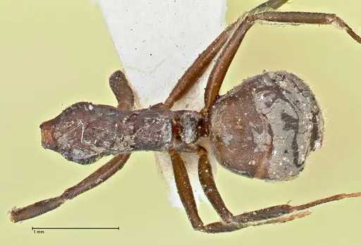 Dolichoderus thoracicus specimen FOCOL2774 image focol2774_1