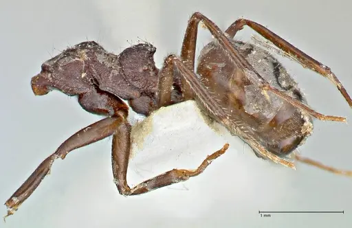Dolichoderus thoracicus specimen FOCOL2774 image focol2774_2