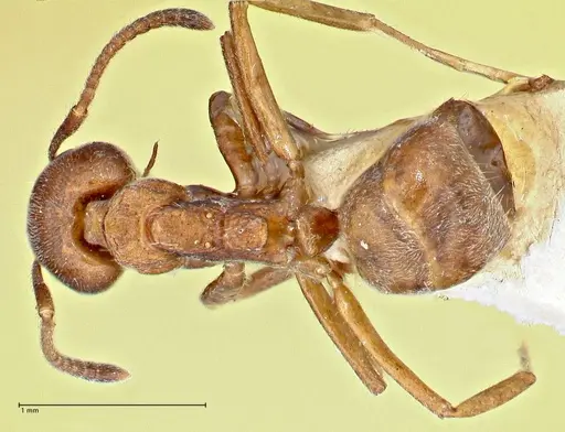 Dolichoderus thoracicus specimen FOCOL2775 image focol2775_1