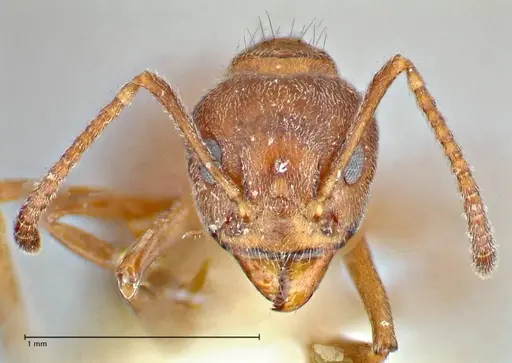 Dolichoderus thoracicus specimen FOCOL2775 image focol2775_2