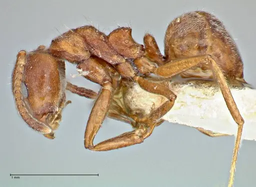 Dolichoderus thoracicus specimen FOCOL2775 image focol2775_3