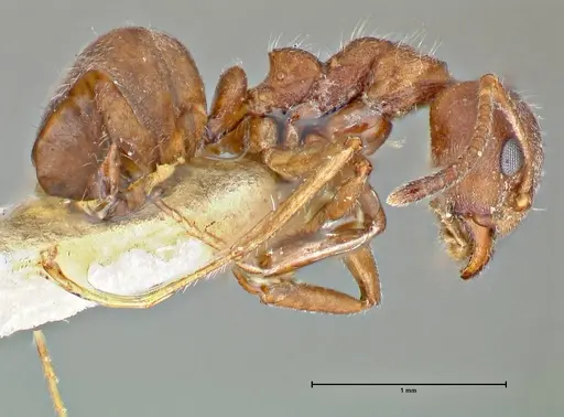 Dolichoderus thoracicus specimen FOCOL2775 image focol2775_4