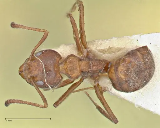 Dolichoderus thoracicus specimen FOCOL2776 image focol2776_1