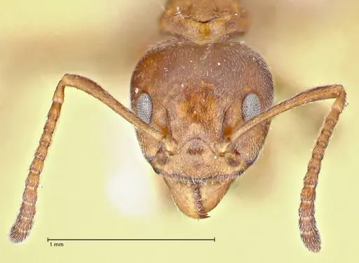 Dolichoderus thoracicus specimen FOCOL2776 image focol2776_2