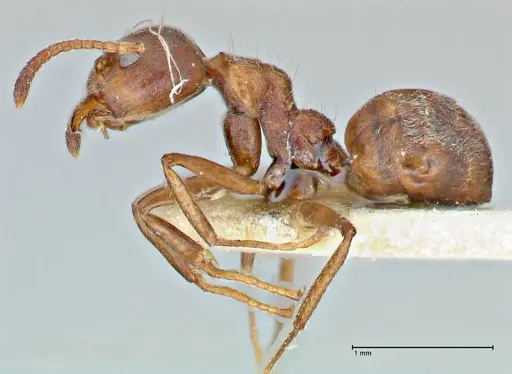 Dolichoderus thoracicus specimen FOCOL2776 image focol2776_3