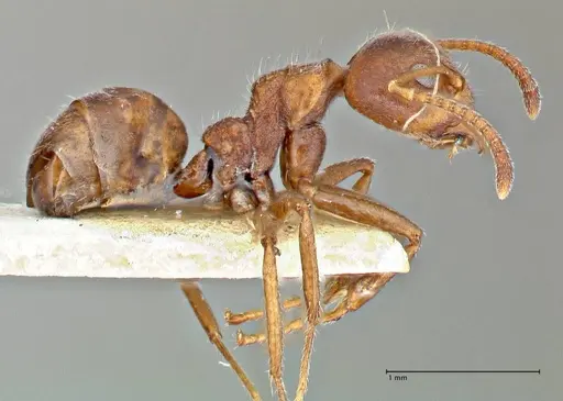 Dolichoderus thoracicus specimen FOCOL2776 image focol2776_4