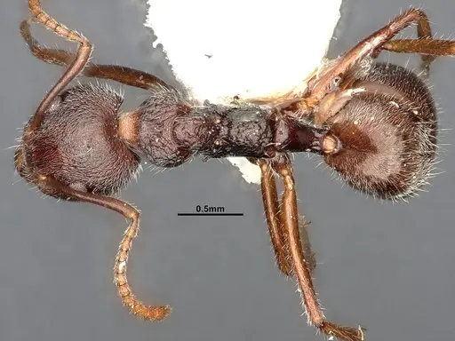 Dolichoderus thoracicus specimen SMFHYM0008920 image smfhym0008920_1