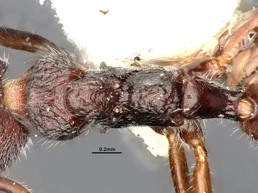 Dolichoderus thoracicus specimen SMFHYM0008920 image smfhym0008920_2