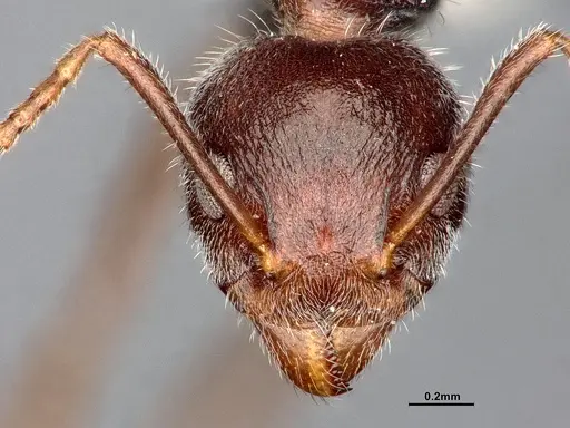 Dolichoderus thoracicus specimen SMFHYM0008920 image smfhym0008920_3