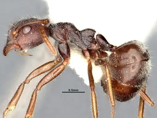 Dolichoderus thoracicus specimen SMFHYM0008920 image smfhym0008920_4