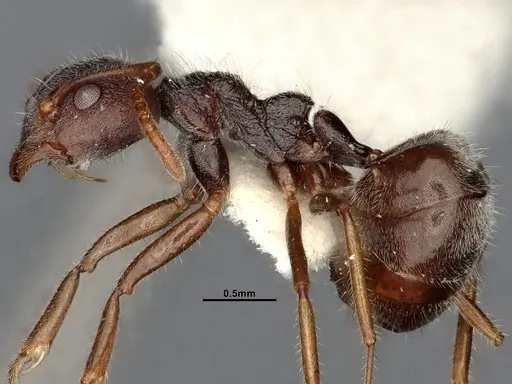 Dolichoderus thoracicus specimen SMFHYM0008920 image smfhym0008920_5