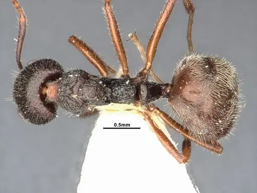 Dolichoderus thoracicus specimen SMFHYM0008924 image smfhym0008924_1