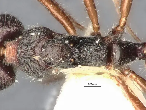 Dolichoderus thoracicus specimen SMFHYM0008924 image smfhym0008924_2