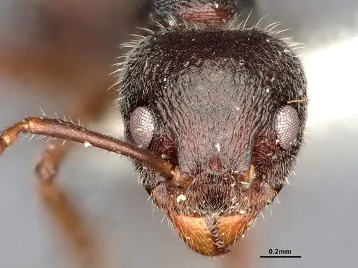 Dolichoderus thoracicus specimen SMFHYM0008924 image smfhym0008924_3