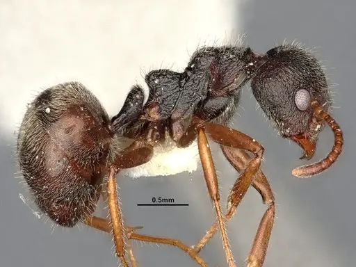 Dolichoderus thoracicus specimen SMFHYM0008924 image smfhym0008924_4