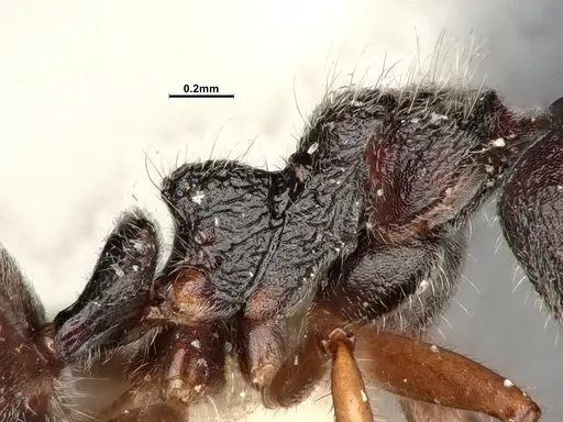 Dolichoderus thoracicus specimen SMFHYM0008924 image smfhym0008924_5