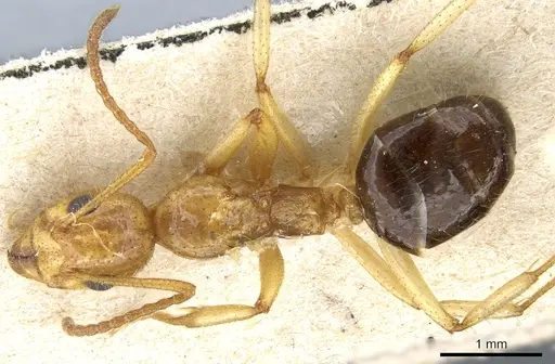 Dolichoderus tricolor specimen CASENT0905015 image casent0905015_1