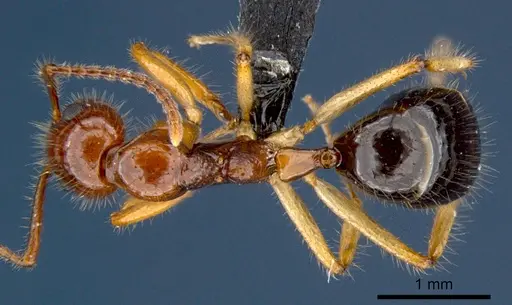 Dolichoderus tricolor specimen CSIRONC0201 image csironc0201_1