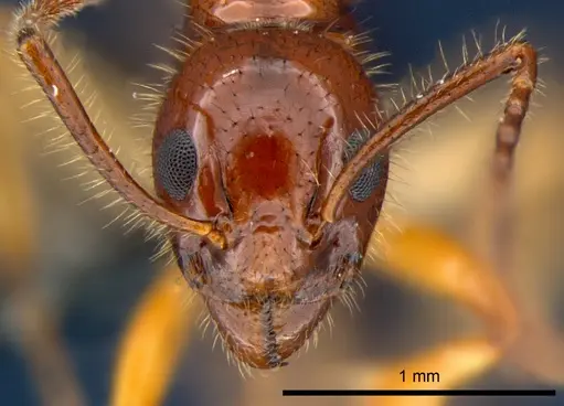 Dolichoderus tricolor specimen CSIRONC0201 image csironc0201_2