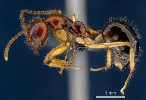 Dolichoderus tricolor specimen CSIRONC0201 image csironc0201_3
