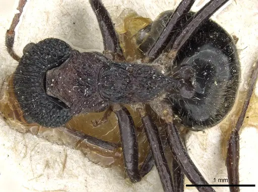 Dolichoderus tricornis specimen CASENT0905011 image casent0905011_1