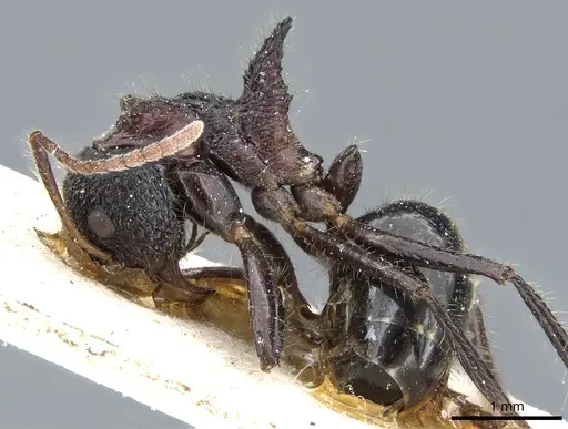 Dolichoderus tricornis specimen CASENT0905011 image casent0905011_3