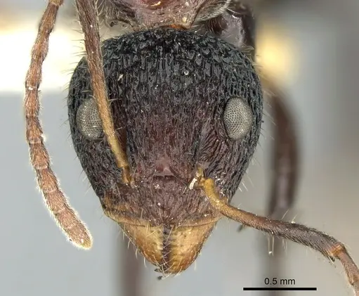 Dolichoderus tricornis specimen CASENT0906224 image casent0906224_2