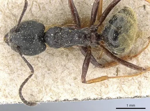 Dolichoderus tuberifer specimen CASENT0905019 image casent0905019_1